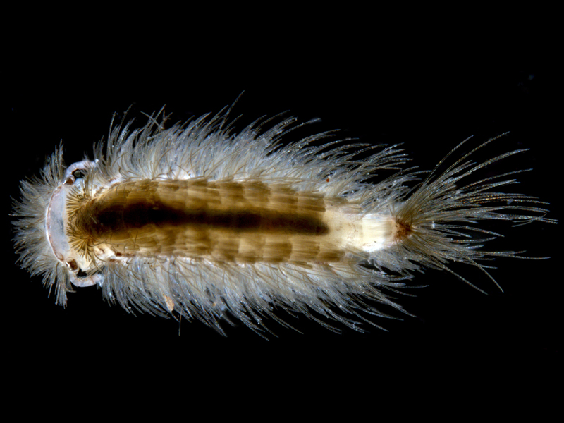 A-minute-polyxenid-or-bristle-millipede-Synxenidae-sp.