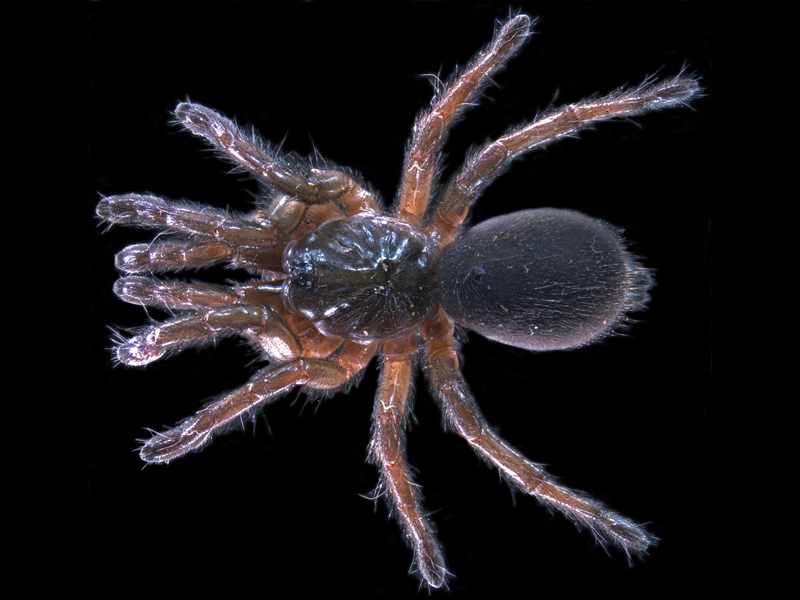 Aurecocrypta-sp.
