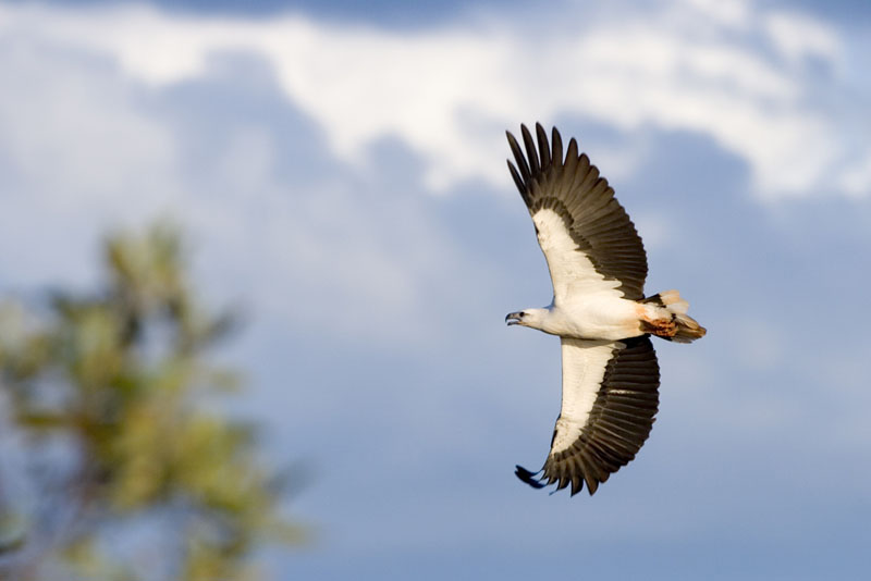 Bank-right-Haliaeetus-leucogaster-the-White-bellied-Sea-Eagle
