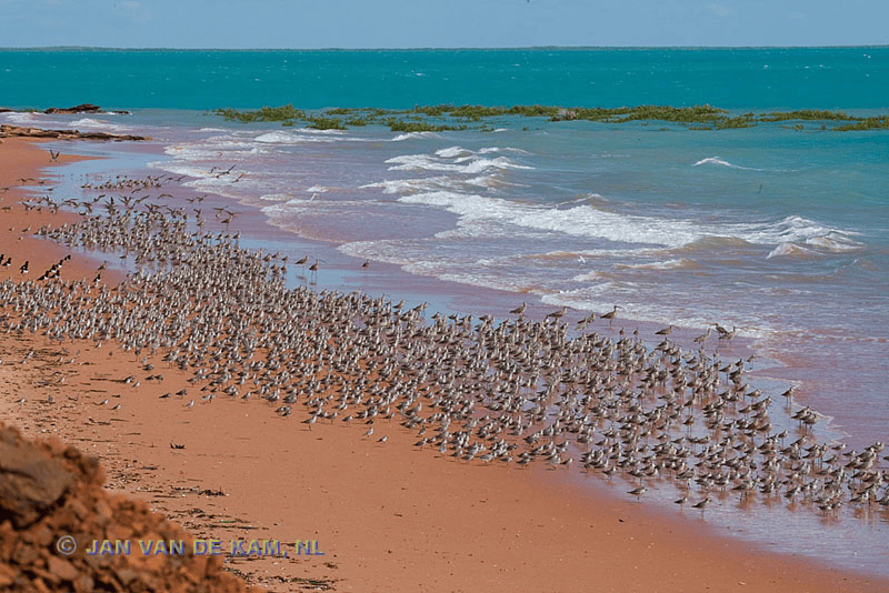 Beach-roost-for-godwits-and-curlews