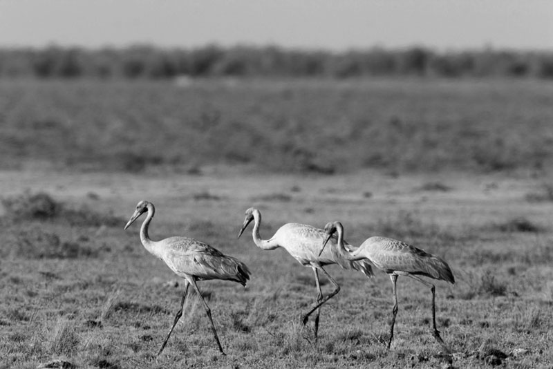 Brolgas-going-walkabout-Grus-rubicunda