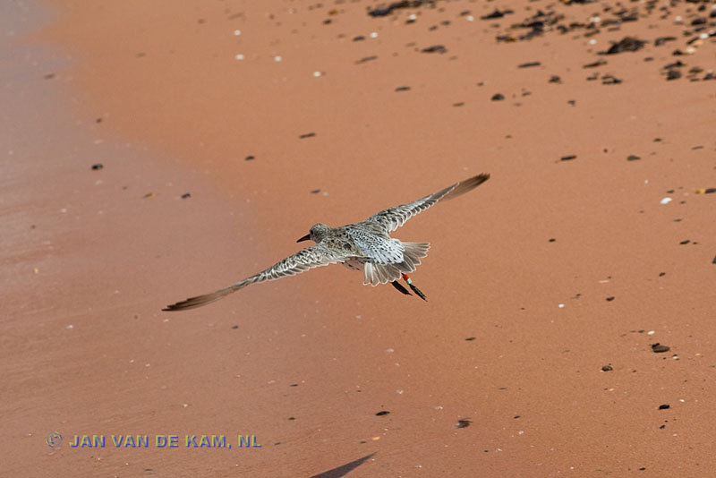 Calidris-tenuirostris-Great-Knot-banded