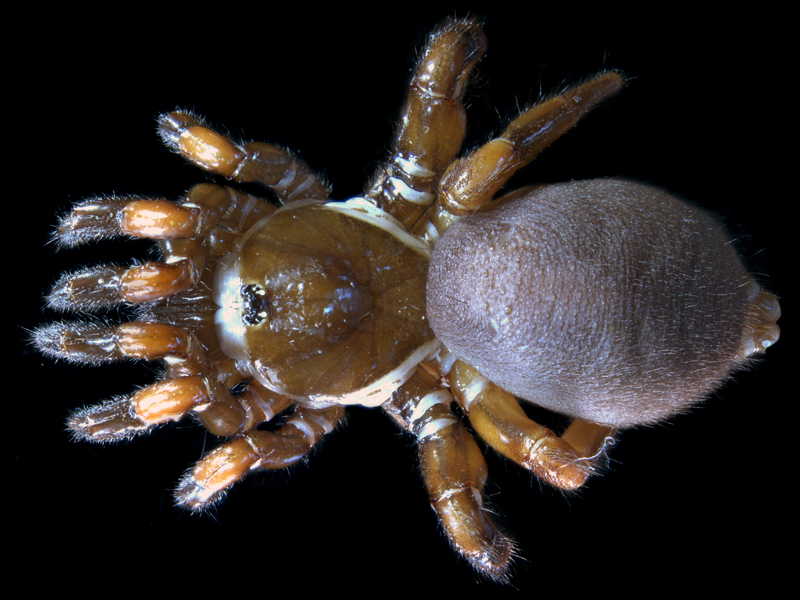 Conothele-sp.