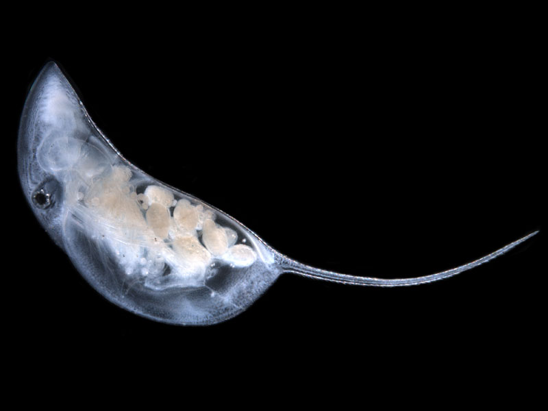 Daphnia-projecta-enhanced