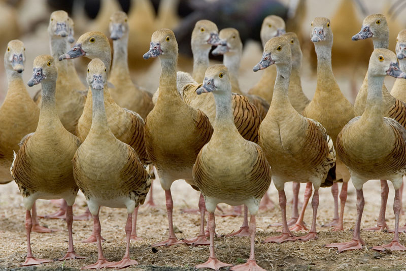 Dendrocygna-eytoni-Plumed-Whistling-Duck
