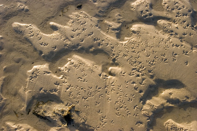 Dinosaur-Trackways