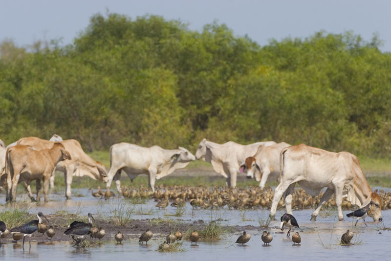 Ducks-Ibis-and-Brahman-at-Anna-Plains