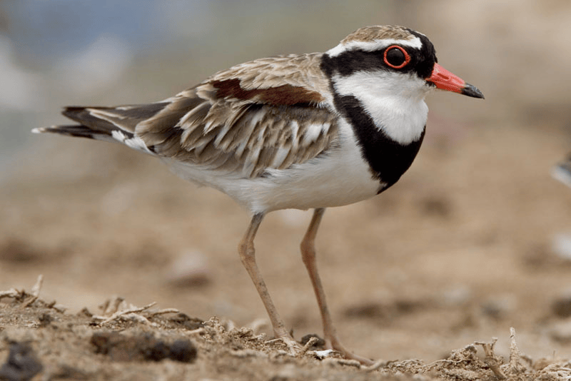 Elseyornis-melanops-Black-fronted-Dotterel