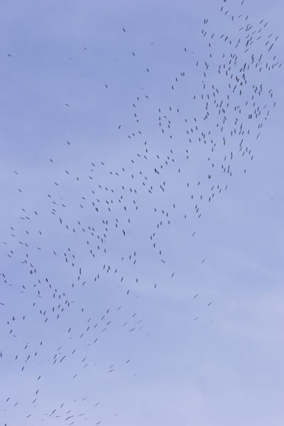 Flying-high