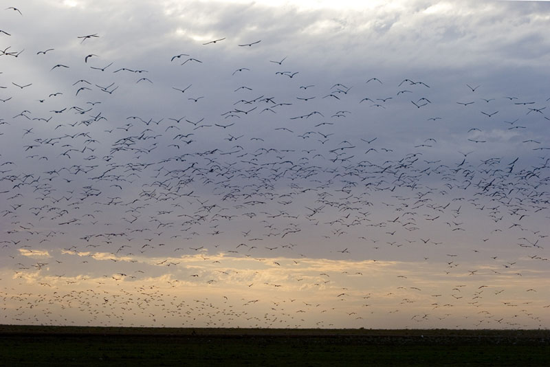 Flying-over-Anna-Plains