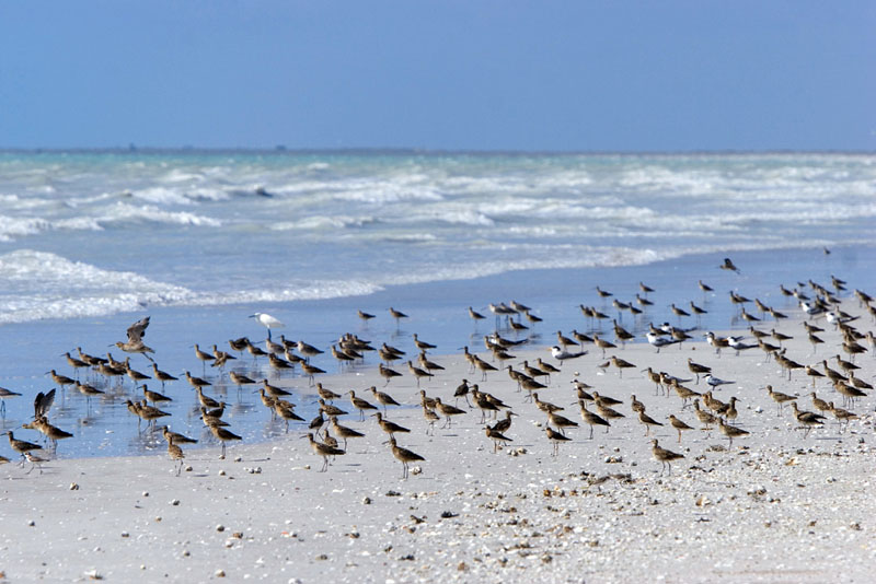 Full-tide-along-Roebuck-Bay