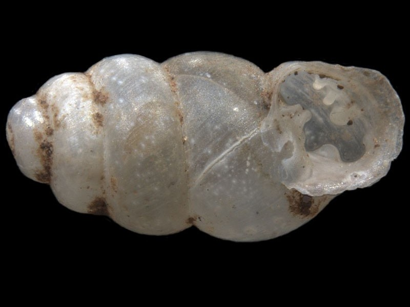 Glyptopupoides-sp-B1-Site-2-e1348640345670