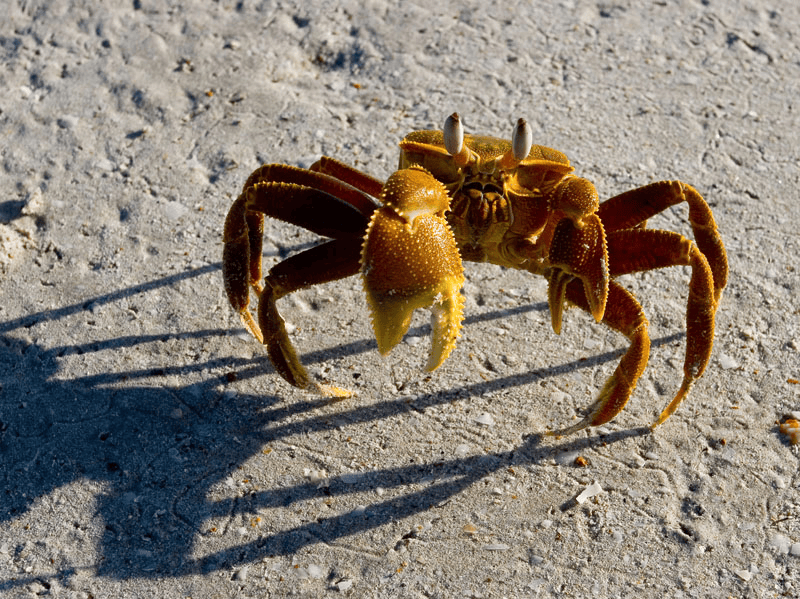 Haunting-Roebuck-Bay-Ocypode-sp.-Ghost-Crab