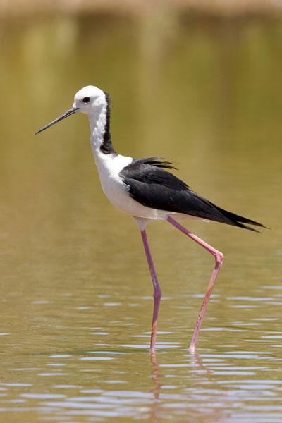 Himantopus-himantopus-Black-winged-Stilt