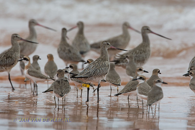 Limosa-lapponica-Bar-tailed-Godwit-ALB