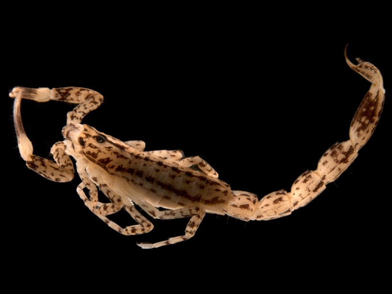 Lychas-bituberculatus