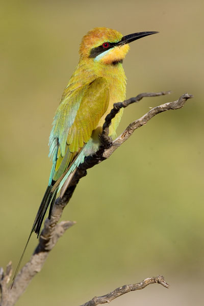 Merops-ornatus-Rainbow-Bee-eater
