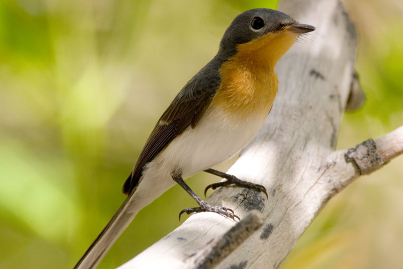 Myiagra-rubecula-Leaden-Flycatcher
