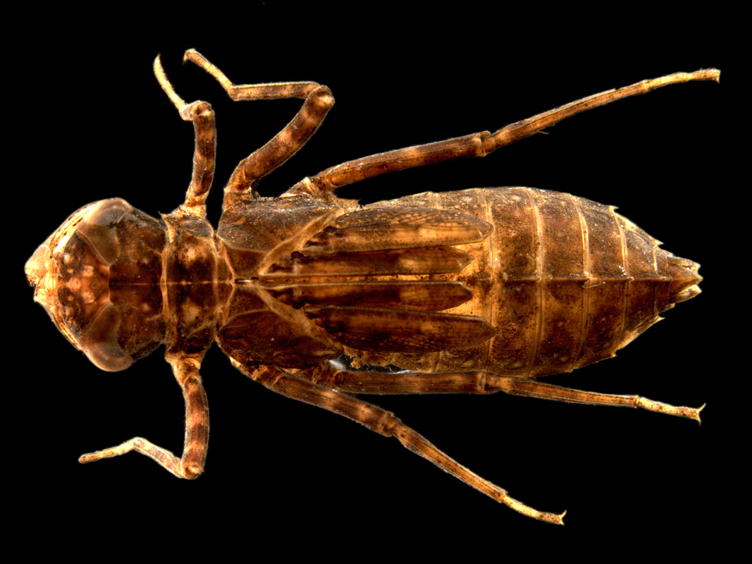 Nannophlebia-injibandi-enhanced