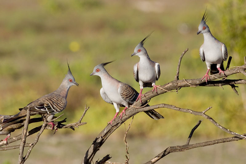 Ocyphaps-lophotes-Crested-Pidgeons