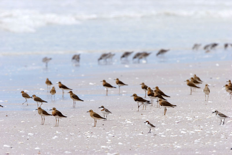 Plovers-on-Eighty-Mile-Beach-Oriental-Charadrius-veredus-Red-Capped-Charadrius-ruficapillus-Greater-Sands-Charadrius-leschenaultii-and-Lesser-Sand-Charadrius-mongolus