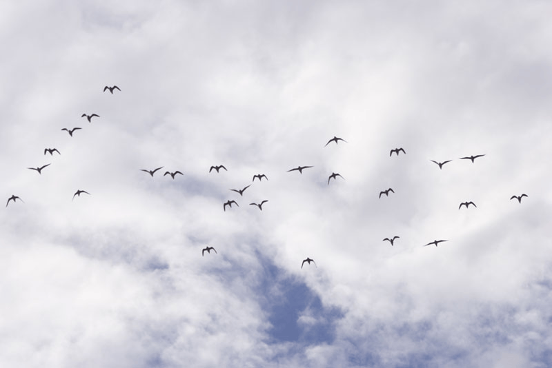 Pratincoles-heading-west