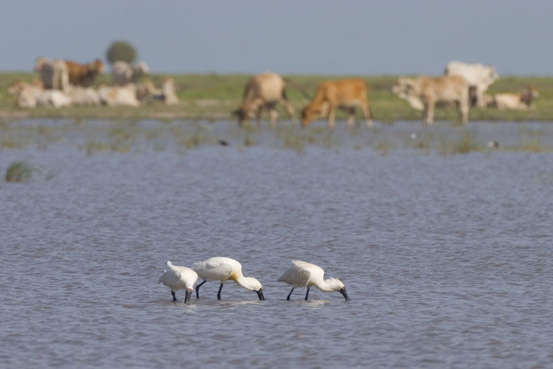 Spoonbills-and-Brahman-at-Anna-Plains