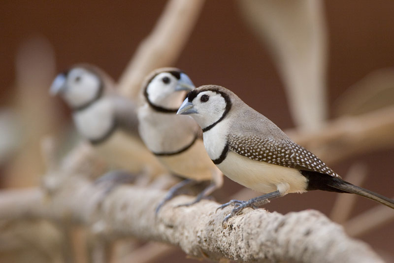Taeniopygia-bichenovii-Double-barred-Finch