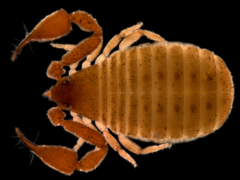 Underneath-a-rock-rocks-the-pseudoscorpion-Geogarypus-sp.