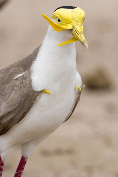 Vanellus-miles-Masked-Lapwing