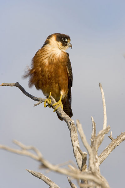 Whats-for-lunch-Falco-longipennis-Australian-Hobby