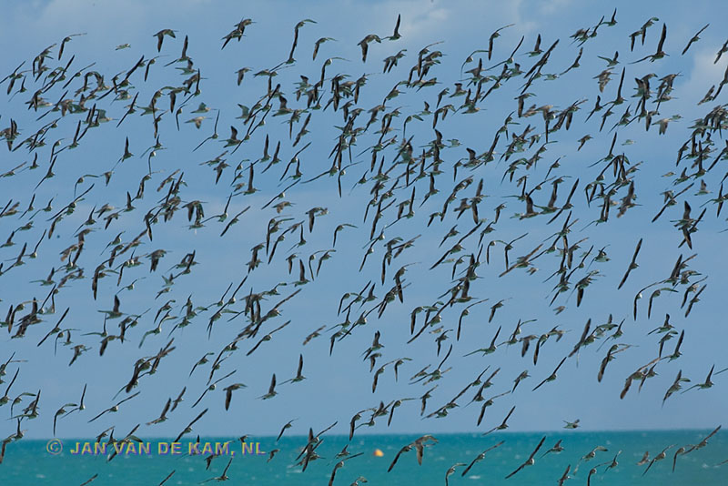 Whelling-flock-of-migratory-wader-birds