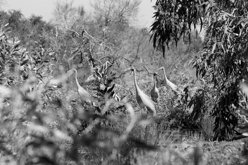 Wheres-Brolga-Wally