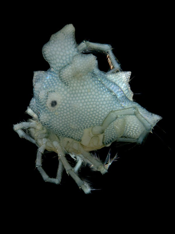 arrenurus-P2-nr-roobecki-e1348639722739