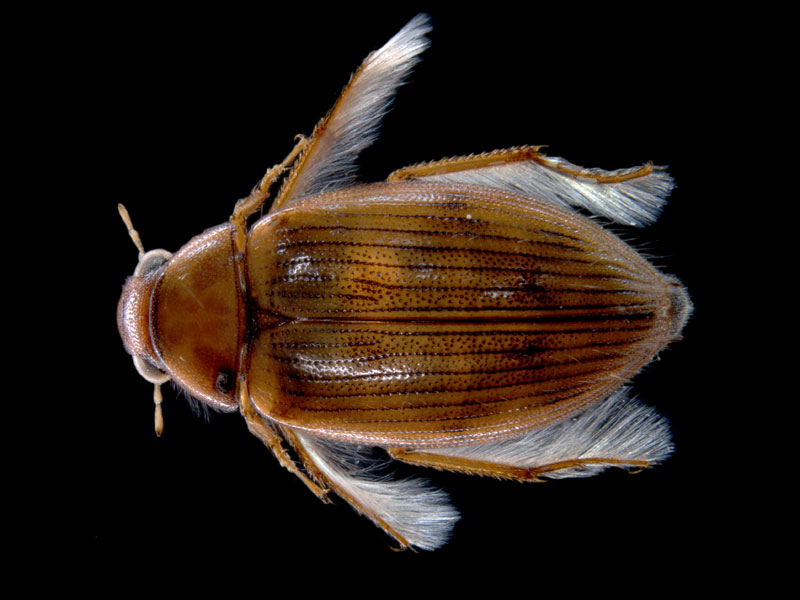 berosus-macumbensis-enhanced
