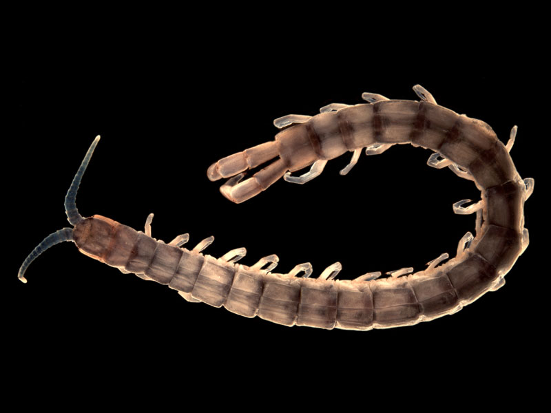 cormocephalus-b1-site1-enhanced