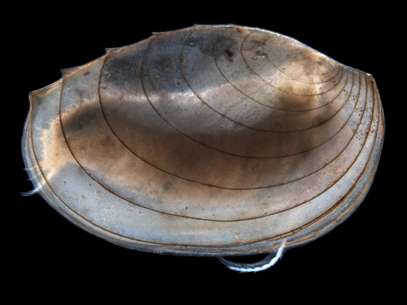 limnodopsis-nr-occidentalis-enhanced