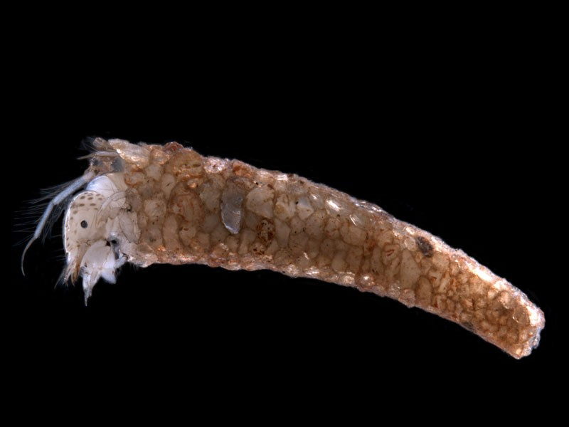 oecetis-sp-5-enhanced-e1351417421482