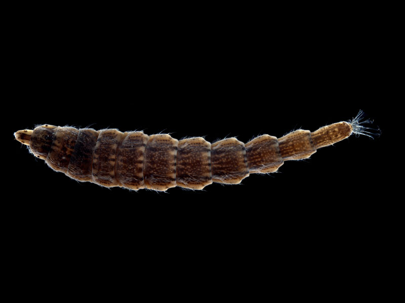 stratyimyidae-enhanced