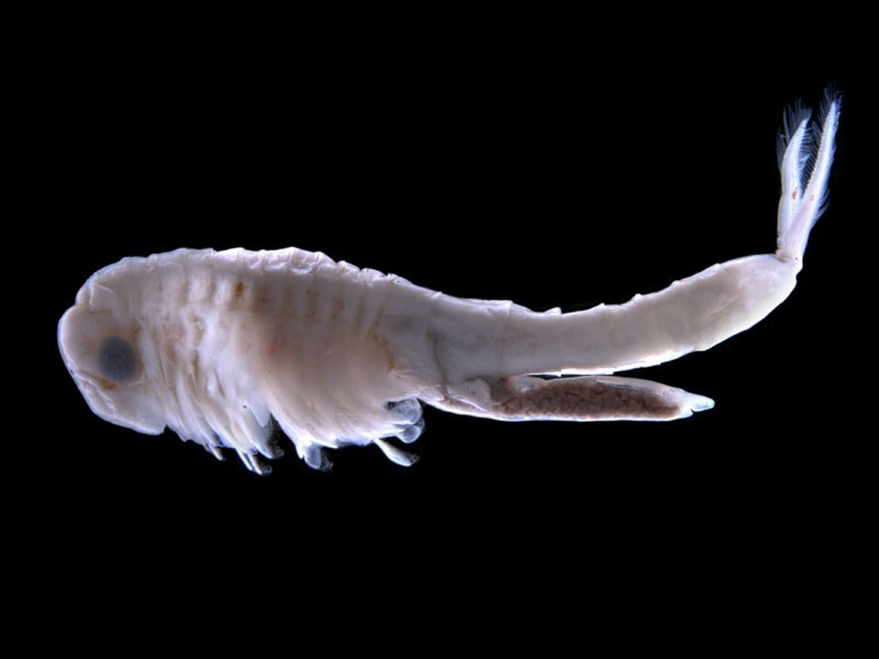 strepocephalus-b1-enhanced-e1351417304278