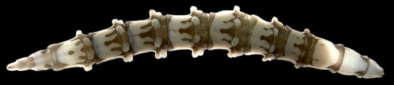tabanidae-enhanced