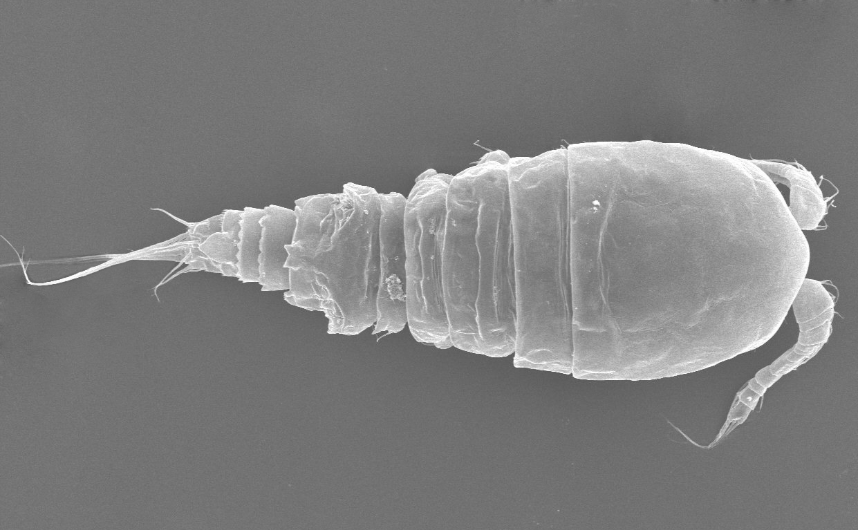 Anzcyclops pearsoni