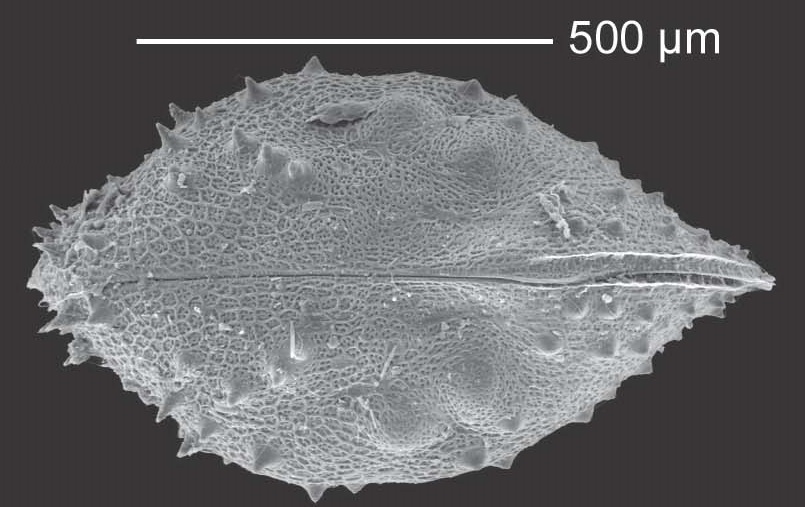 Bennelongia nimala