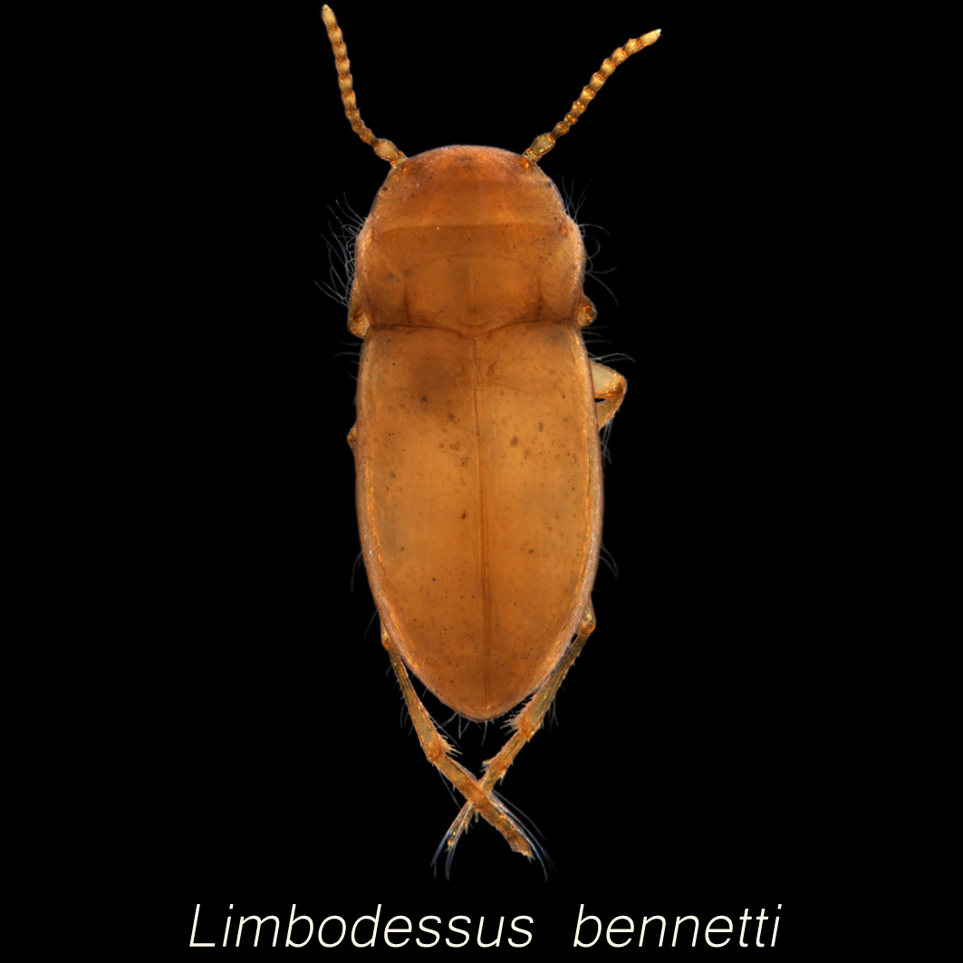 Limbodessus bennetti (Dytiscidae), the first species of stygofaunal beetle in the Pilbara (discovered by Sean Bennett)||||