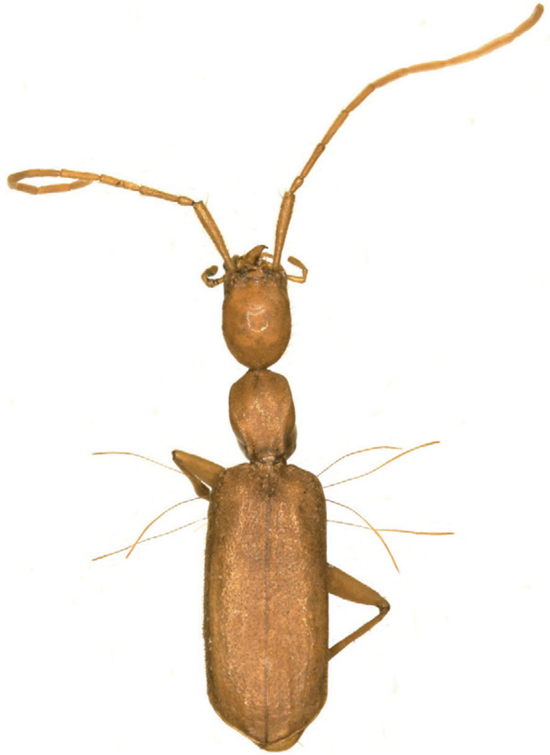 Typhlozuphium longipenne (troglofauna)|Atemnus subvastus sp. nov. (troglofauna) male holotype photos|Atemnus subvastus sp. nov. (troglofauna) male holotype drawings|Atemnus subvastus sp. nov. genitalia (troglofauna)|Typhlozuphium humicolum (troglofauna)|Parazuphium pilbarae (troglofauna)|Australiatelura tasmanica: scanning electron micrograph of abiesiform macrochaeta with small setula to the upper right of it, above a typical scale insertion|A species of troglofaunal silverfish