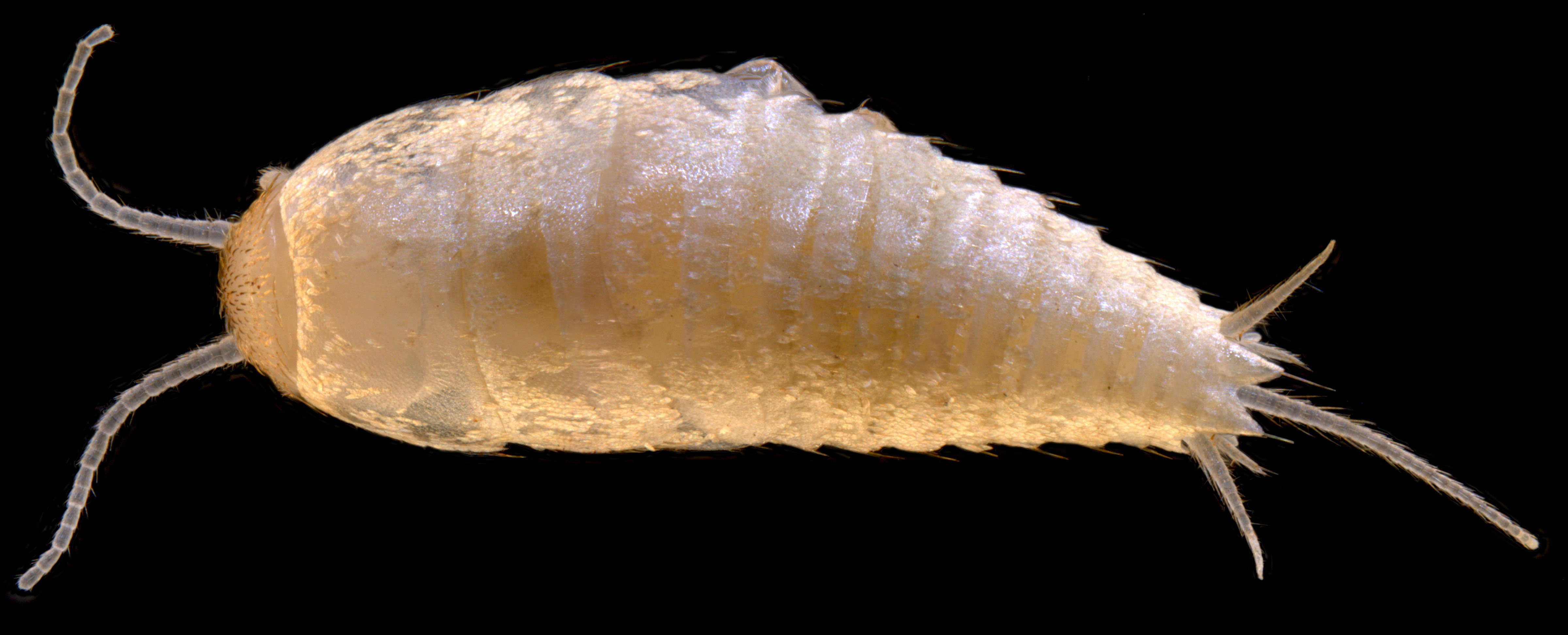 Atelurinae-sp.-B01-troglofaunal-silverfish