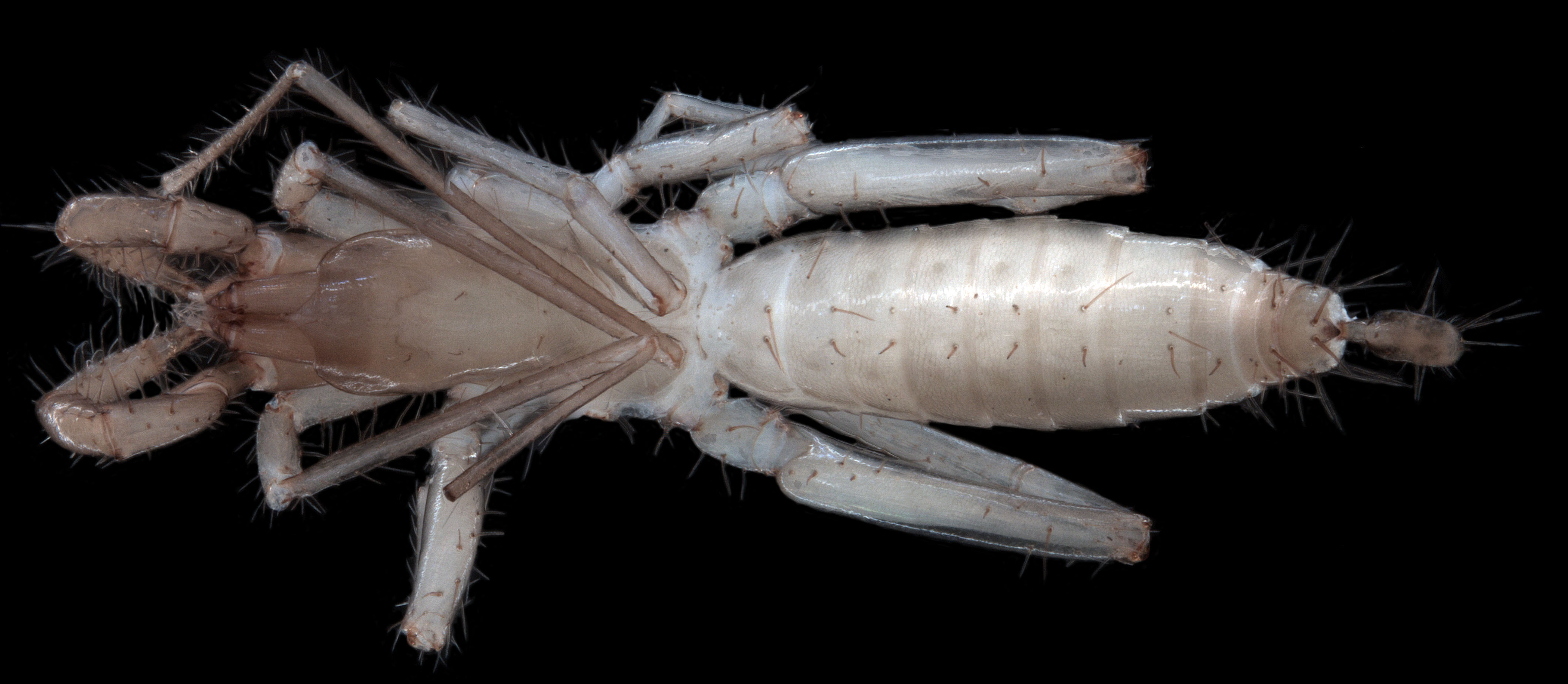 Draculoides-SCH020-troglofaunal-short-tailed-whipscorpion