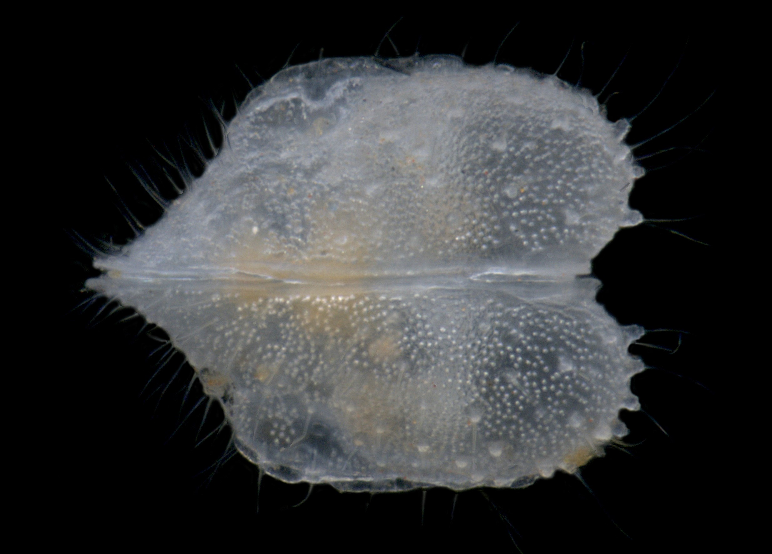 Gomphodella-yandi-stygofaunal-ostracod-crustacean