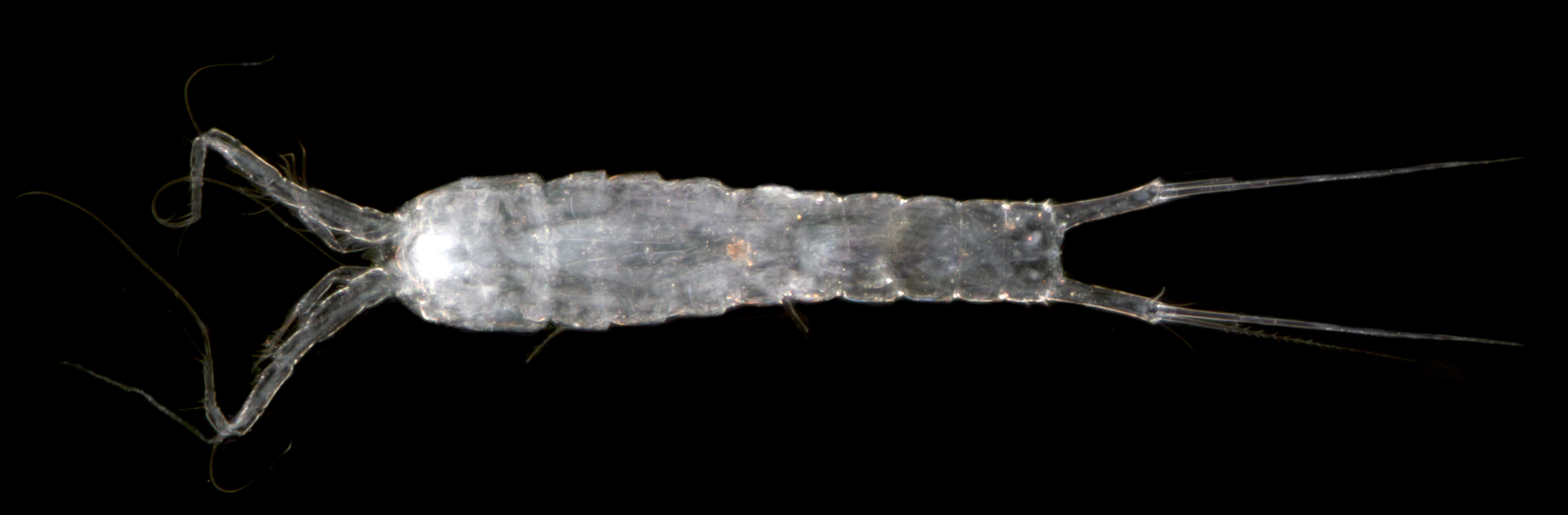 Haifameria-pori-stygofaunal-copepod-crustacean