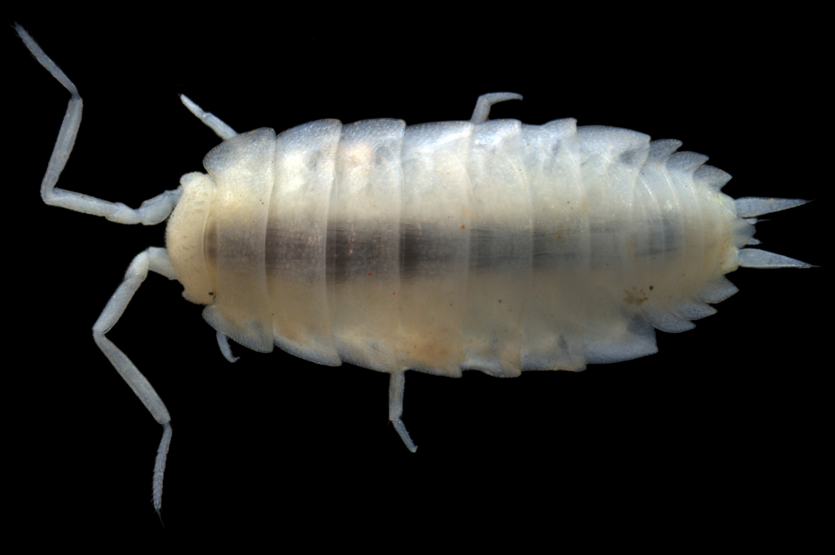 Hanoniscus-ISO013-troglofaunal-slater-e1389576793881